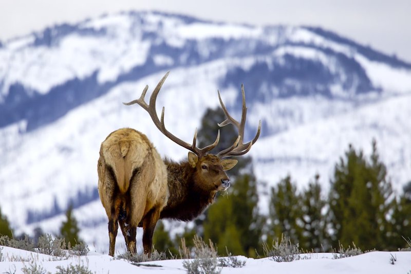How Smart Is A Elk? Cognitive Abilities And Behavior