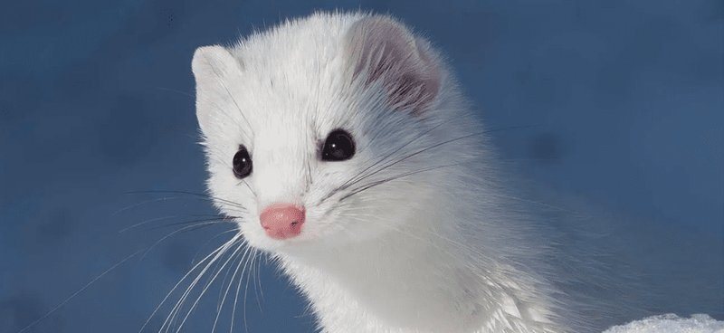 How Smart Is A Ermine? Cognitive Abilities And Behavior