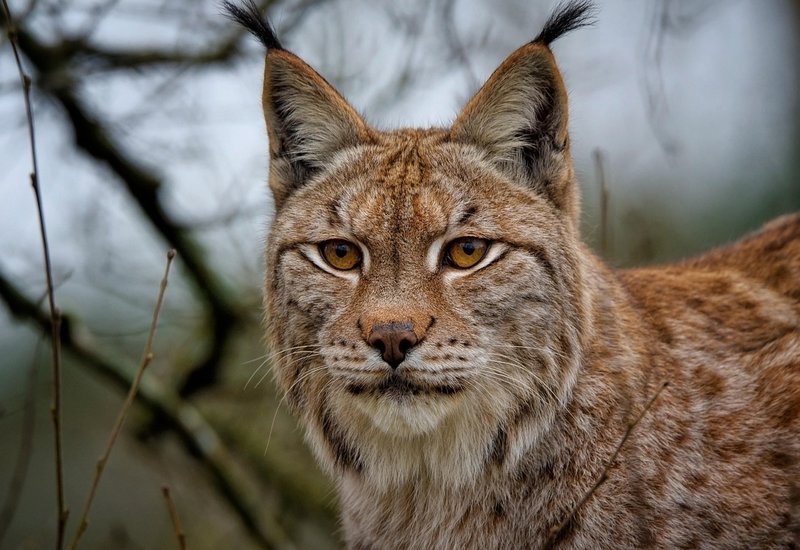 How Smart Is A Eurasian Lynx? Cognitive Abilities And Behavior