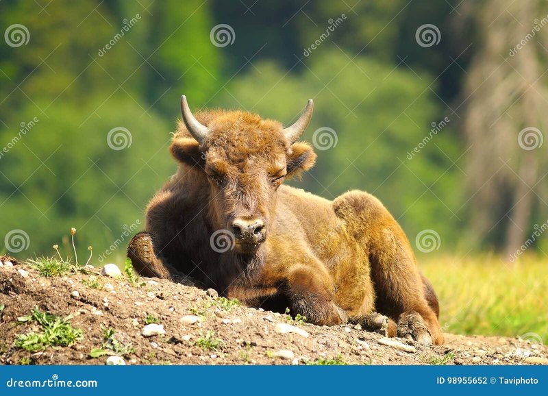 How Smart Is A European Bison? Cognitive Abilities And Behavior