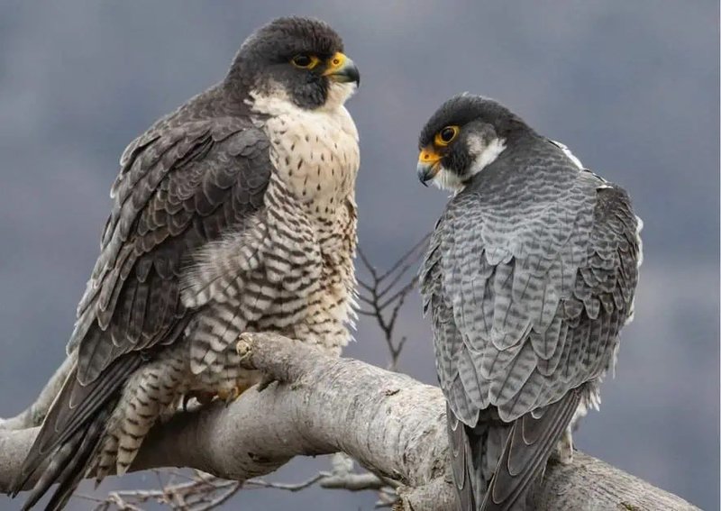 How Smart Is A Falcon? Cognitive Abilities And Behavior