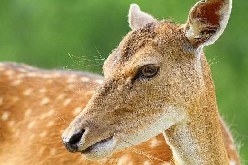 How Smart Is A Fallow Deer? Cognitive Abilities And Behavior