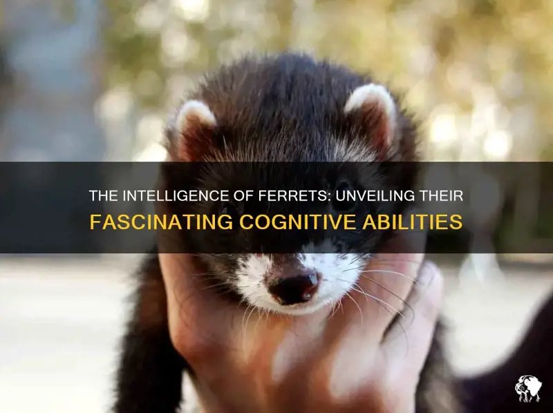 How Smart Is A Ferret? Cognitive Abilities And Behavior