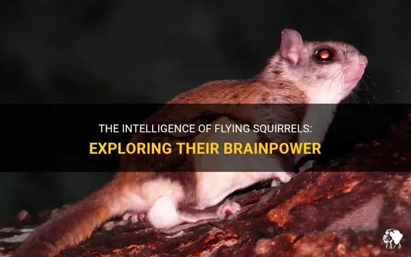 How Smart Is A Flying Squirrel? Cognitive Abilities And Behavior