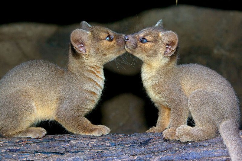 How Smart Is A Fossa? Cognitive Abilities And Behavior
