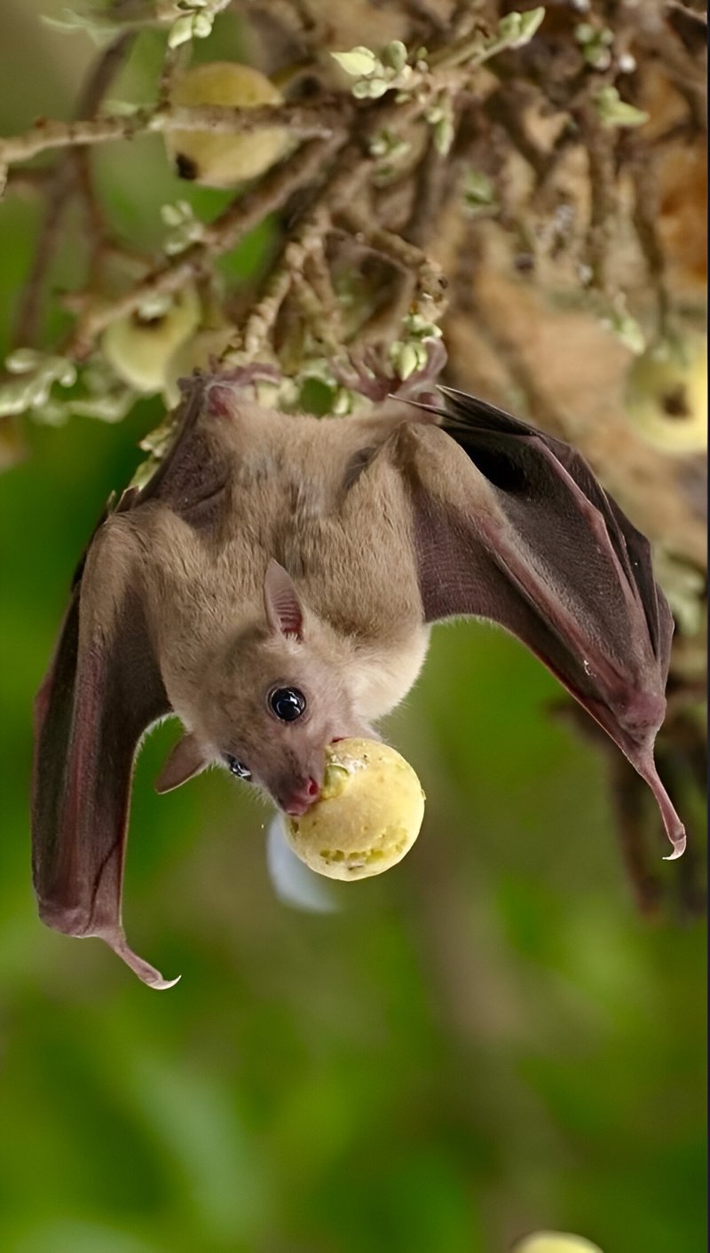 How Smart Is A Fruit Bat? Cognitive Abilities And Behavior