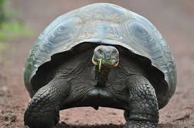 How Smart Is A Galã¡Pagos Tortoise? Cognitive Abilities And Behavior