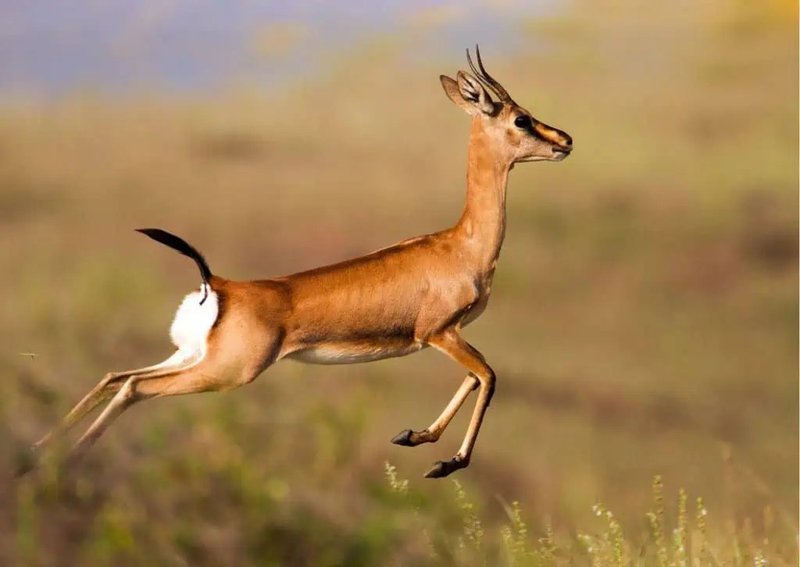 How Smart Is A Gazelle? Cognitive Abilities And Behavior