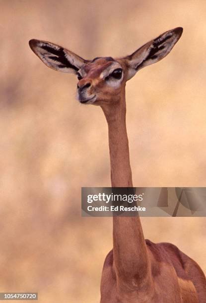 How Smart Is A Gerenuk? Cognitive Abilities And Behavior