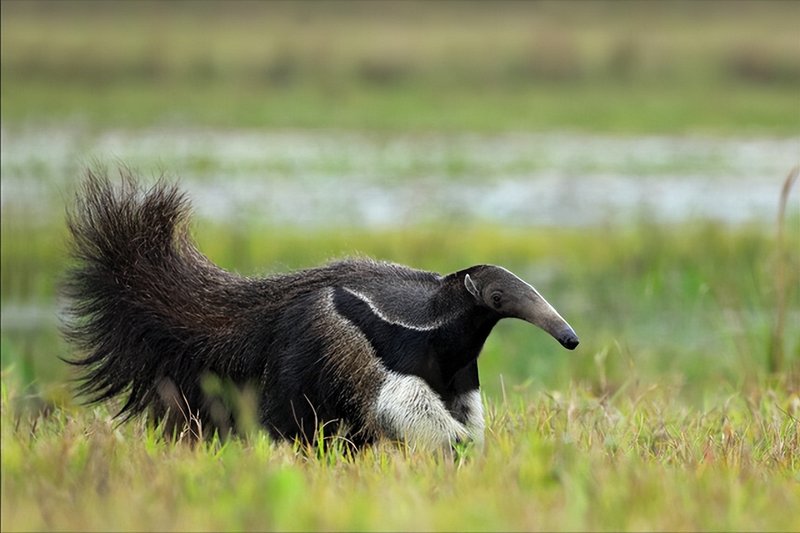 How Smart Is A Giant Anteater? Cognitive Abilities And Behavior