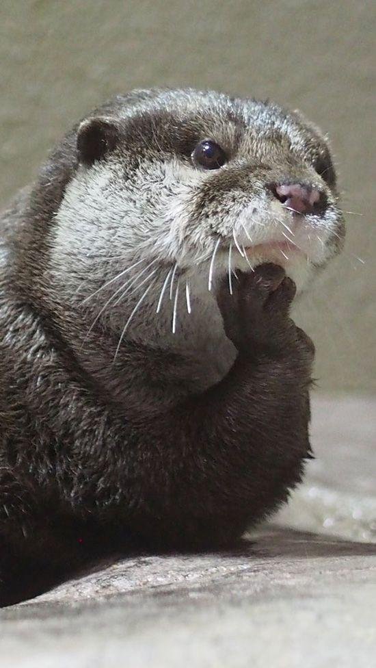 How Smart Is A Giant Otter? Cognitive Abilities And Behavior