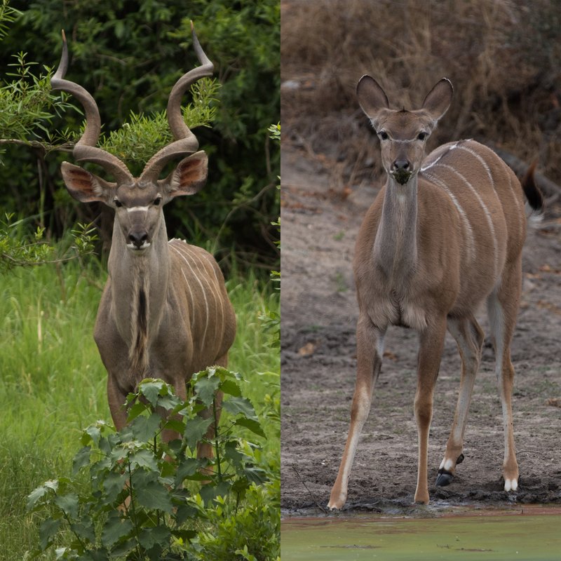 How Smart Is A Greater Kudu? Cognitive Abilities And Behavior