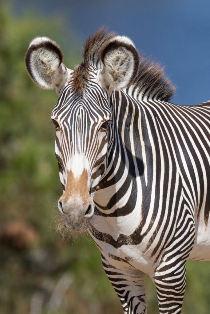 How Smart Is A Grevy’S Zebra? Cognitive Abilities And Behavior