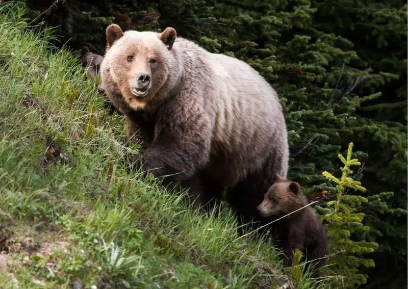 How Smart Is A Grizzly Bear? Cognitive Abilities And Behavior