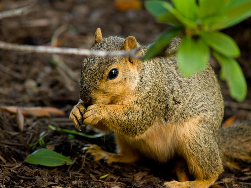 How Smart Is A Ground Squirrel? Cognitive Abilities And Behavior