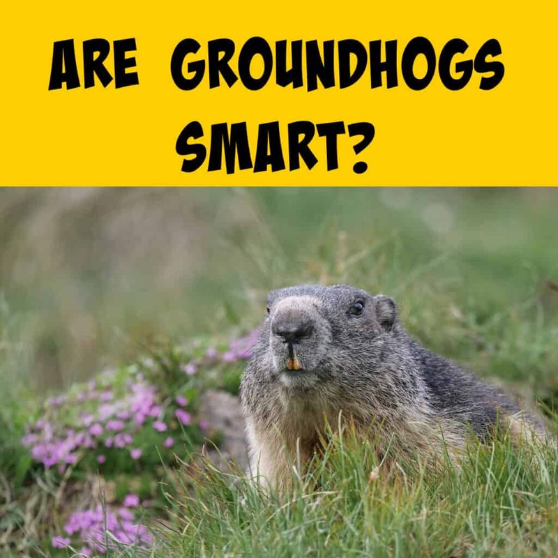 How Smart Is A Groundhog? Cognitive Abilities And Behavior