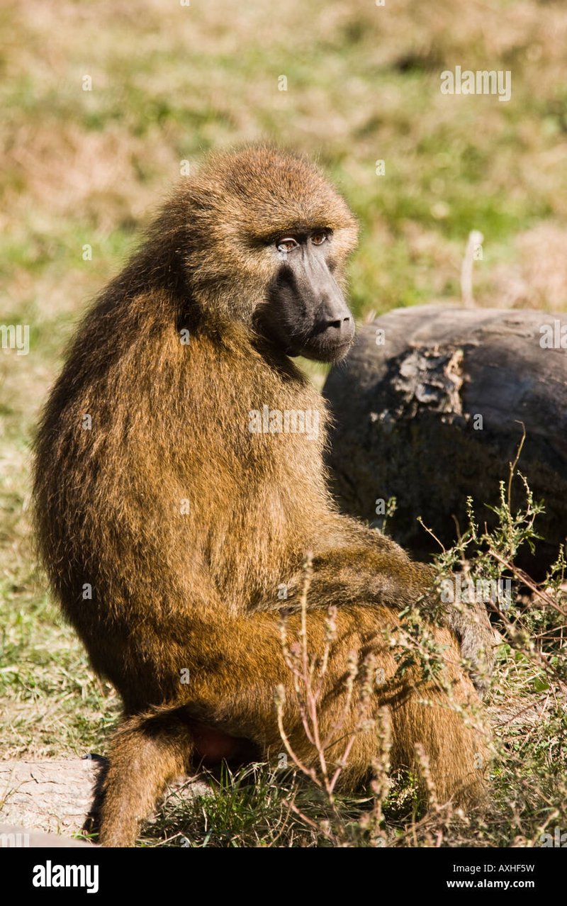 How Smart Is A Guinea Baboon? Cognitive Abilities And Behavior