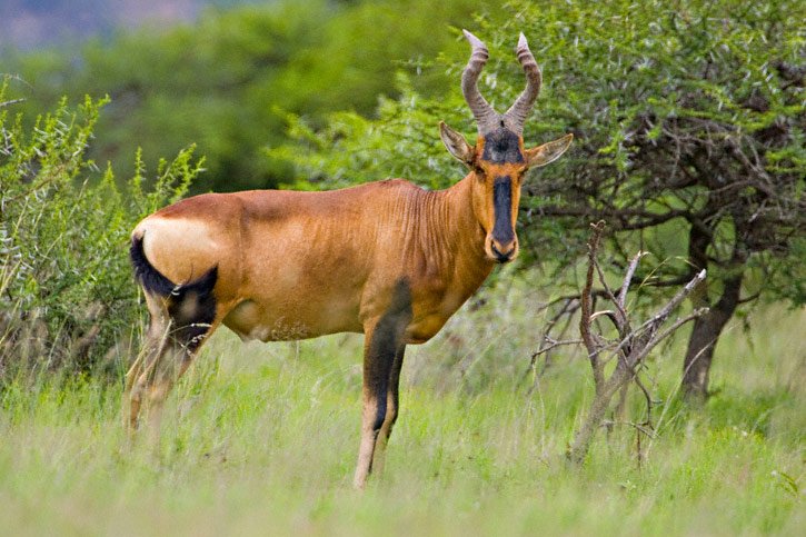 How Smart Is A Hartebeest? Cognitive Abilities And Behavior