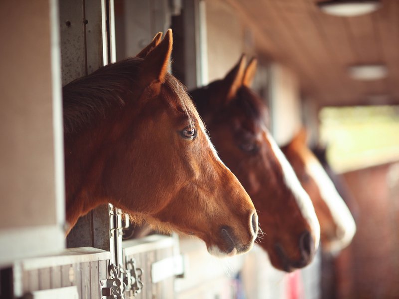 How Smart Is A Horse? Cognitive Abilities And Behavior