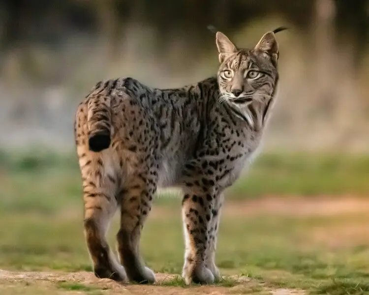 How Smart Is A Iberian Lynx? Cognitive Abilities And Behavior