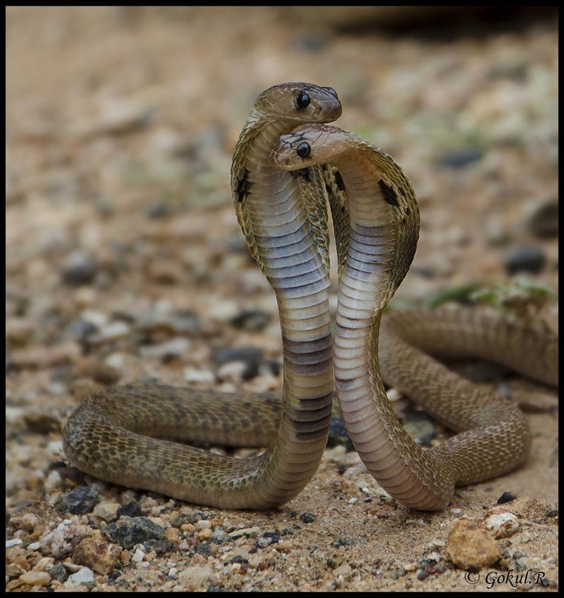 How Smart Is A Indian Cobra? Cognitive Abilities And Behavior