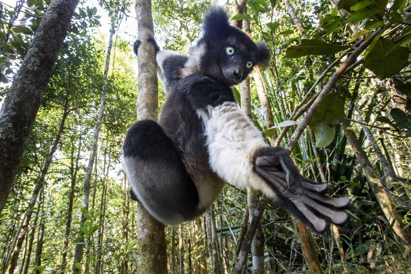 How Smart Is A Indri? Cognitive Abilities And Behavior
