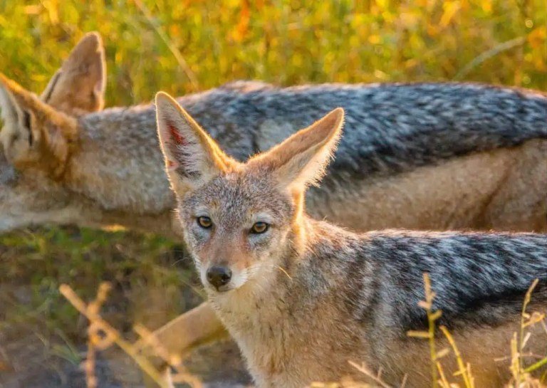 How Smart Is A Jackal? Cognitive Abilities And Behavior