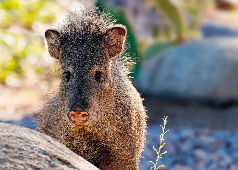 How Smart Is A Javelina? Cognitive Abilities And Behavior
