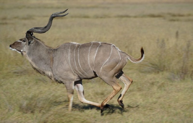 How Smart Is A Kudu? Cognitive Abilities And Behavior