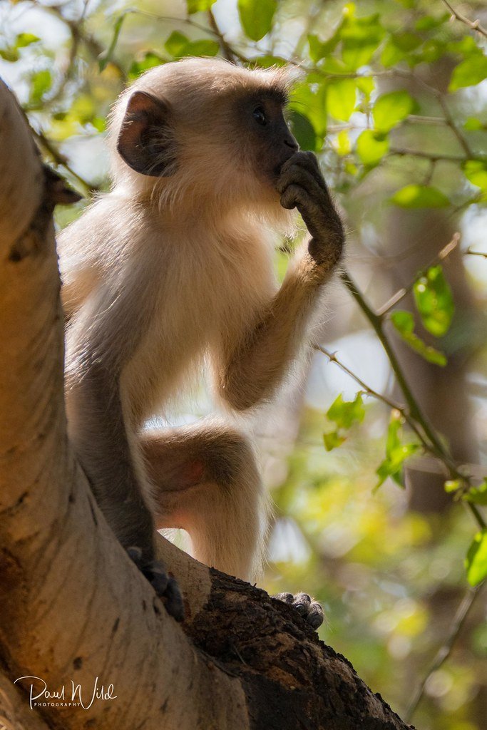 How Smart Is A Langur? Cognitive Abilities And Behavior