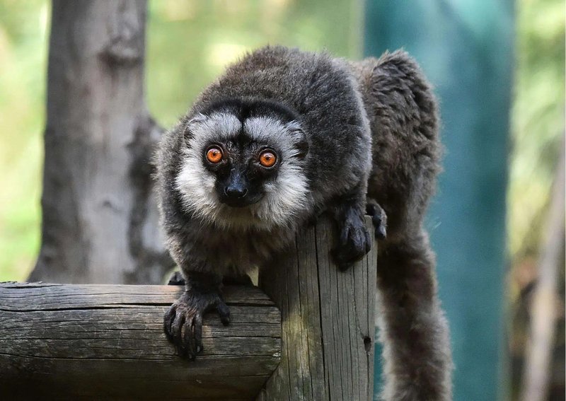 How Smart Is A Lemur? Cognitive Abilities And Behavior