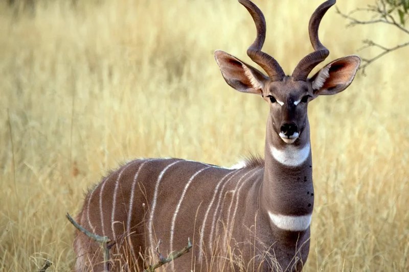 How Smart Is A Lesser Kudu? Cognitive Abilities And Behavior