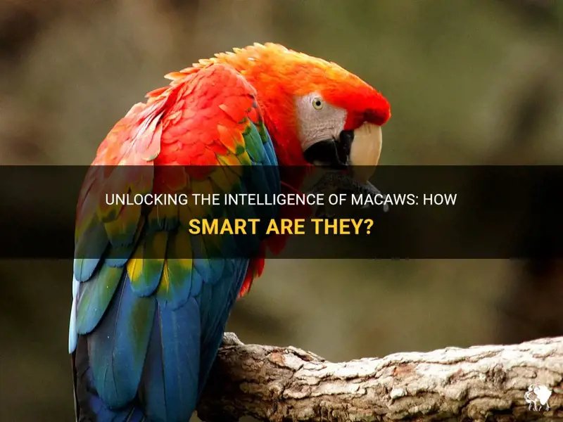 How Smart Is A Macaw? Cognitive Abilities And Behavior