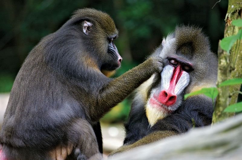 How Smart Is A Mandrill? Cognitive Abilities And Behavior
