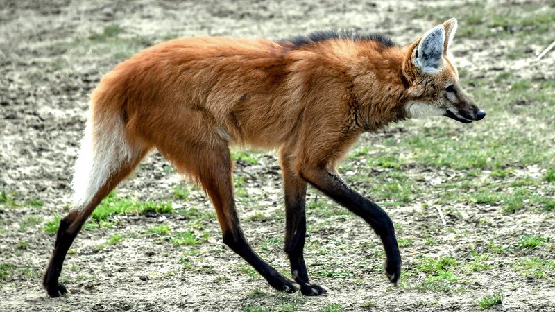 How Smart Is A Maned Wolf? Cognitive Abilities And Behavior