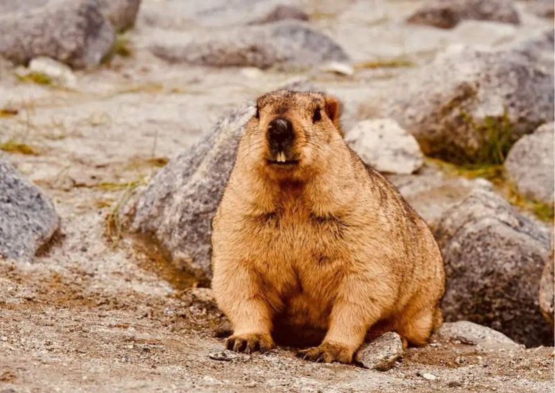 How Smart Is A Marmot? Cognitive Abilities And Behavior