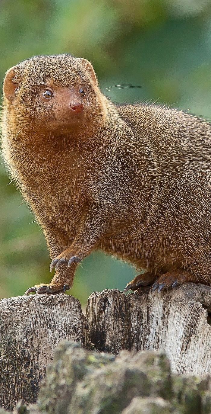 How Smart Is A Mongoose? Cognitive Abilities And Behavior