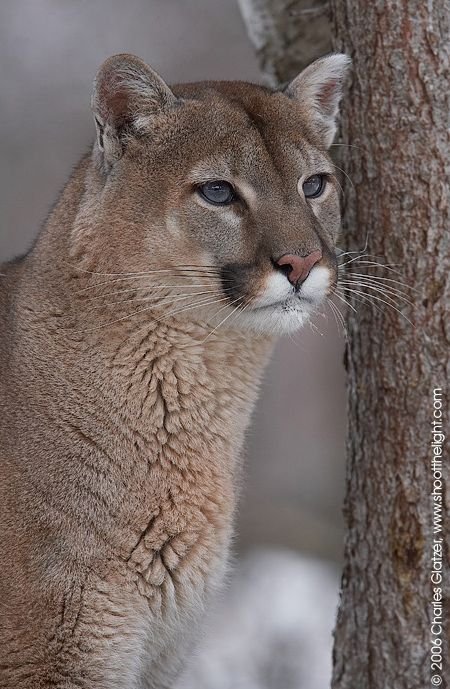 How Smart Is A Mountain Lion? Cognitive Abilities And Behavior