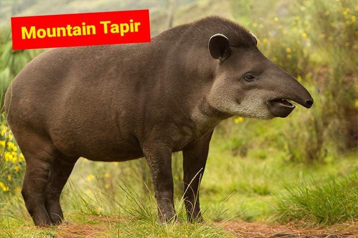 How Smart Is A Mountain Tapir? Cognitive Abilities And Behavior