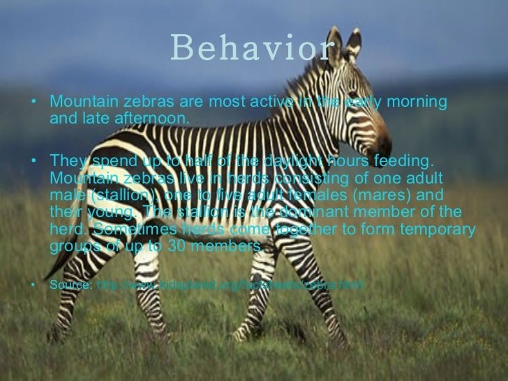 How Smart Is A Mountain Zebra? Cognitive Abilities And Behavior