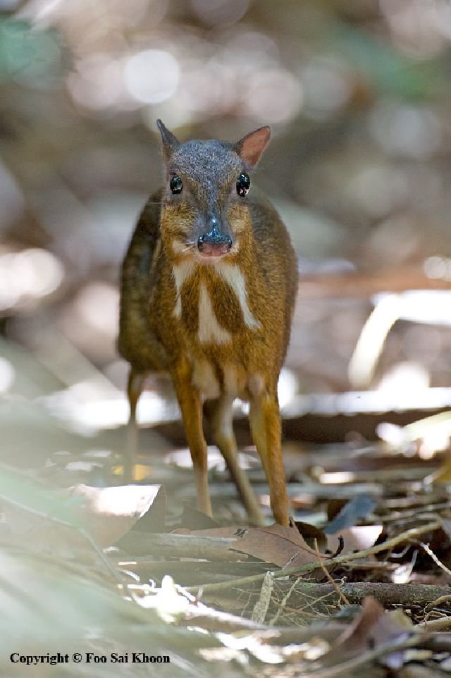 How Smart Is A Mouse Deer? Cognitive Abilities And Behavior