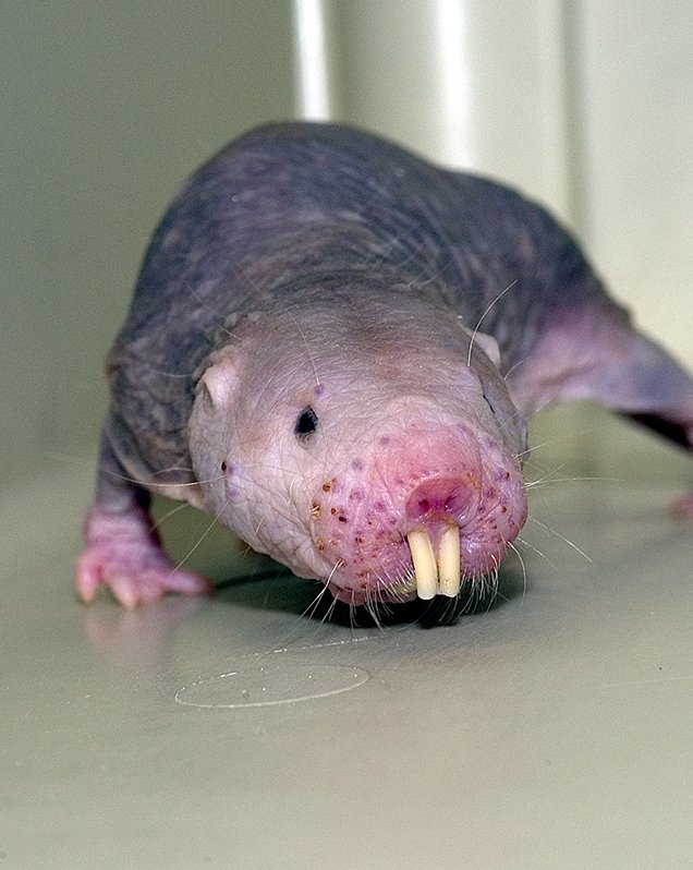 How Smart Is A Naked Mole Rat? Cognitive Abilities And Behavior
