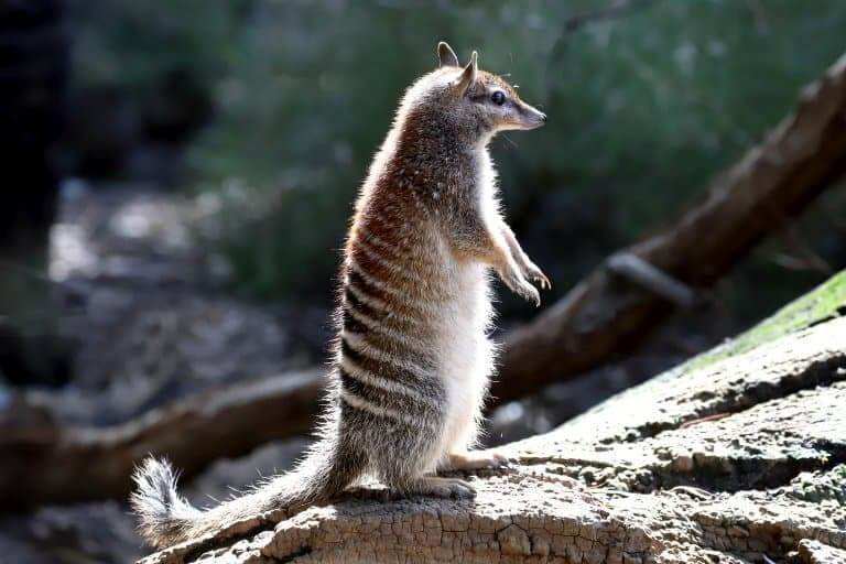 How Smart Is A Numbat? Cognitive Abilities And Behavior