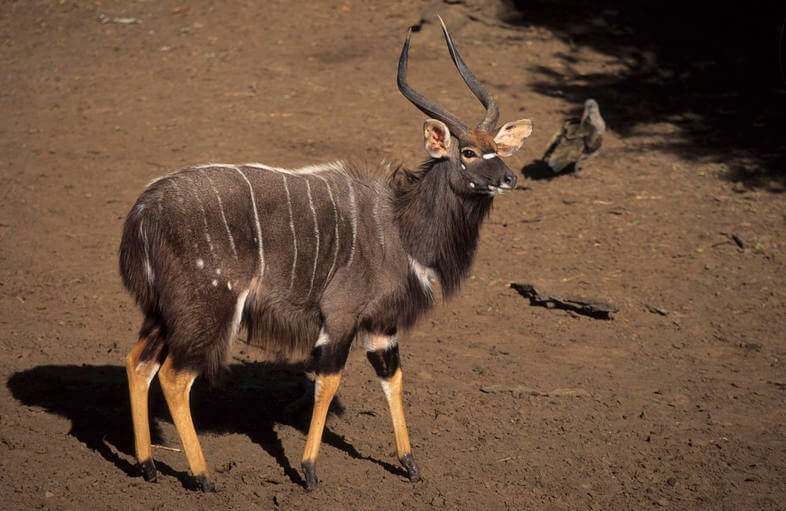 How Smart Is A Nyala? Cognitive Abilities And Behavior