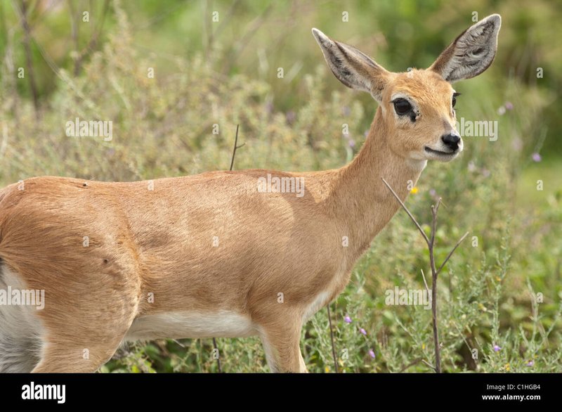 How Smart Is A Oribi? Cognitive Abilities And Behavior