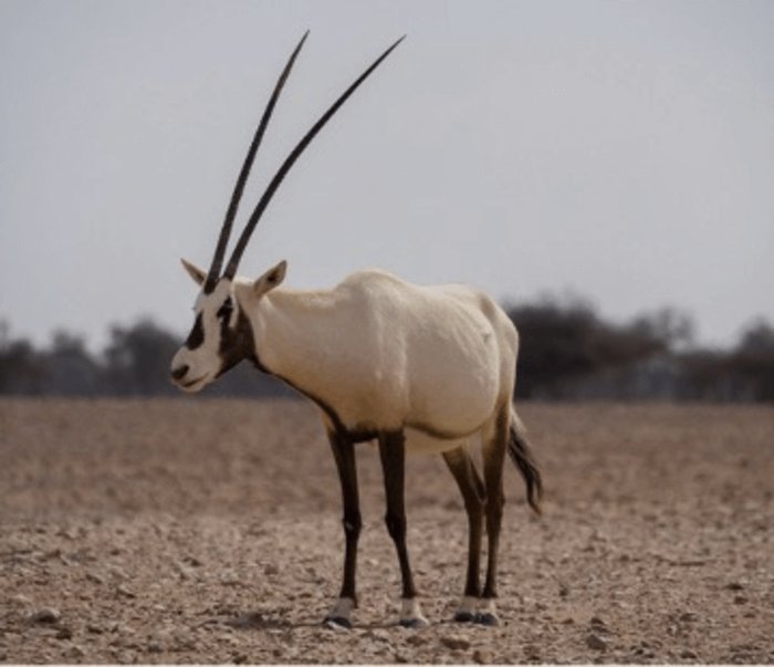 How Smart Is A Oryx? Cognitive Abilities And Behavior
