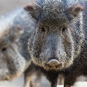 How Smart Is A Peccary? Cognitive Abilities And Behavior