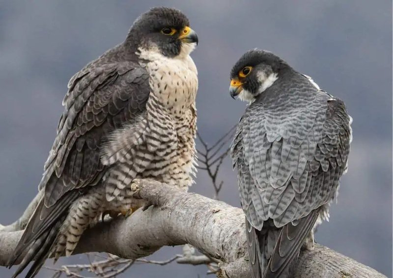 How Smart Is A Peregrine Falcon? Cognitive Abilities And Behavior