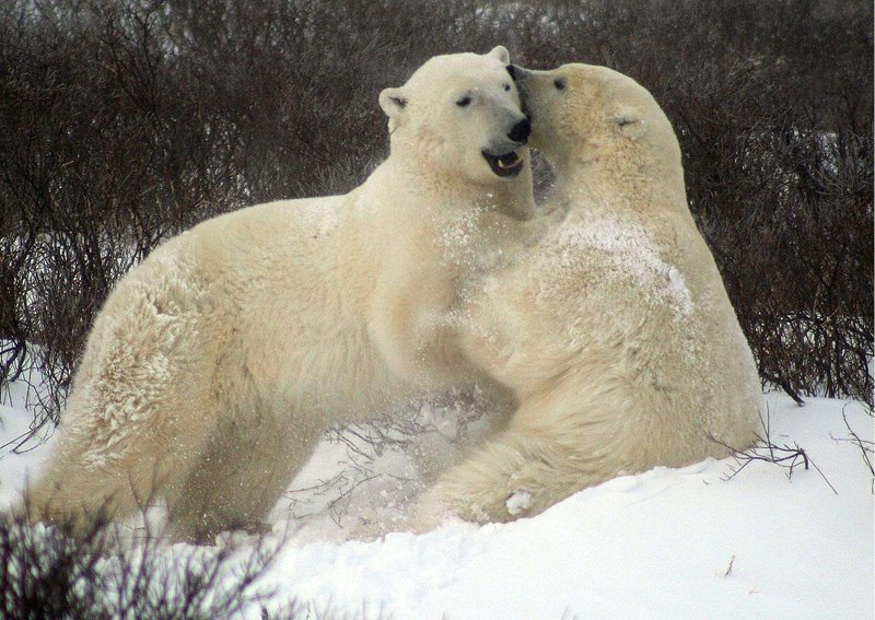 How Smart Is A Polar Bear? Cognitive Abilities And Behavior