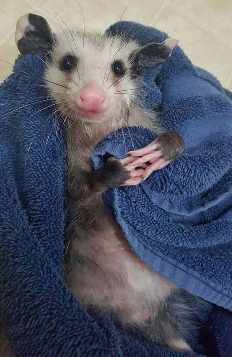 How Smart Is A Possum? Cognitive Abilities And Behavior